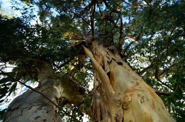 Güneşli bir günde parkta çok büyük okaliptüs ağaçları.