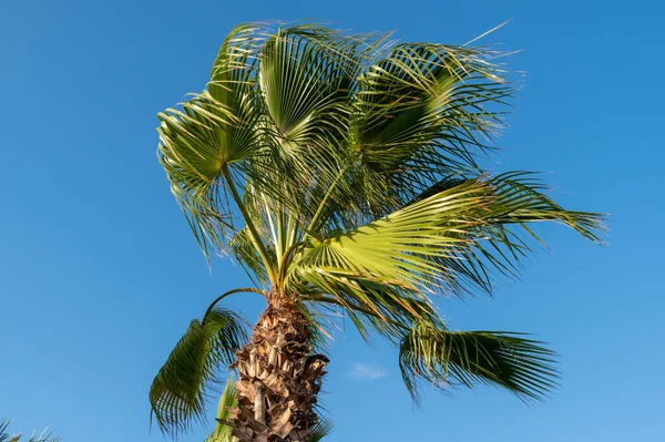 Пальмове Дерево Тлі Блакитного Неба Вітер Крупним Планом — стокове фото