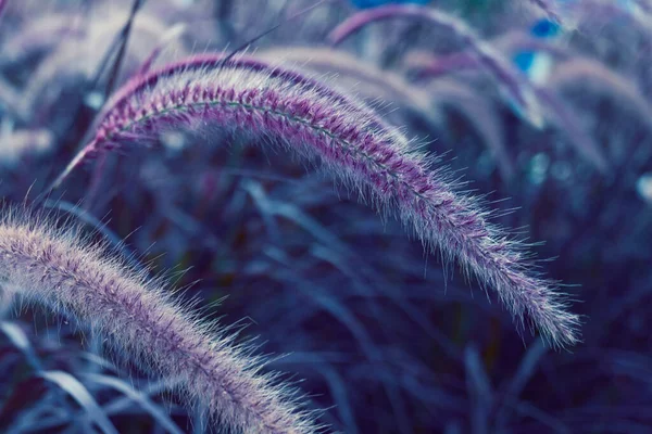 Bellissimo Campo Viola Bianco Erbe Fontana Pennisetum Advena Rubrum Primo — Foto Stock