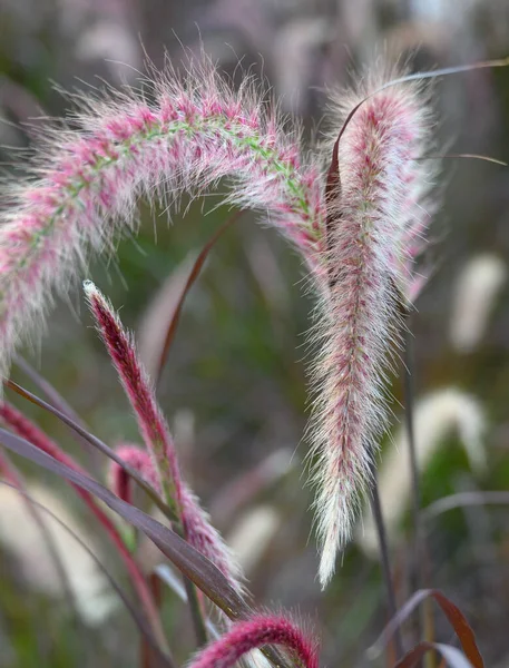 Hermoso Campo Blanco Púrpura Hierbas Fuente Pennisetum Advena Rubrum Primer — Foto de Stock