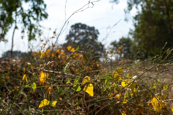 Yumuşak Altın Işıkturuncu Sonbahar Yaprakları Nın Yakın Görüntüsü — Stok fotoğraf
