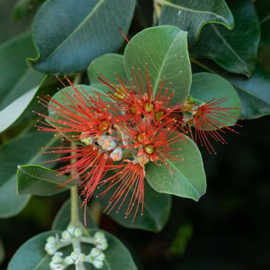 Aynı zamanda Yeni Zelanda Noel ağacı olarak da bilinen Pohutukawa ağacı Takapuna plajında tamamen çiçek açmış, uzakta bulanık Rangitoto Adası ve plajda yürüyen insanlarla birlikte.