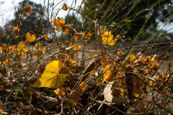 Yumuşak Altın Işıkturuncu Sonbahar Yaprakları Nın Yakın Görüntüsü — Stok fotoğraf