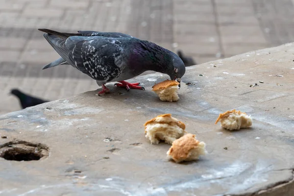 Sokak ortasında beyaz ekmek yiyen şehir güvercinleri.