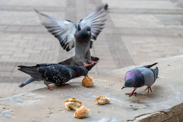 Urban Pigeons Eating White Bread Street Close — Stock Photo, Image