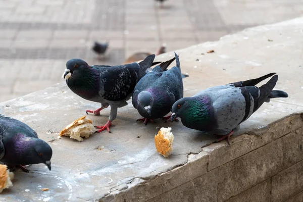 Pombos Urbanos Comendo Pão Branco Rua Close — Fotografia de Stock