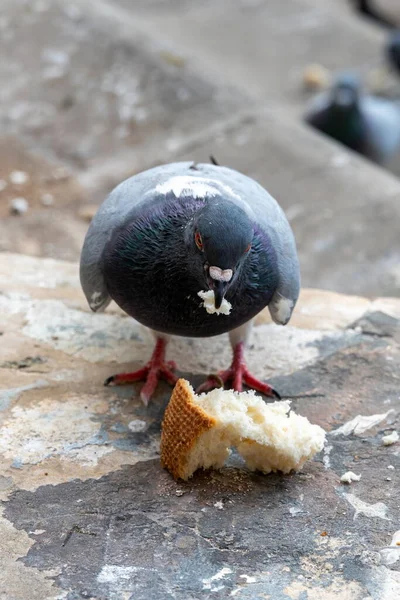 Pombos Urbanos Comendo Pão Branco Rua Close — Fotografia de Stock