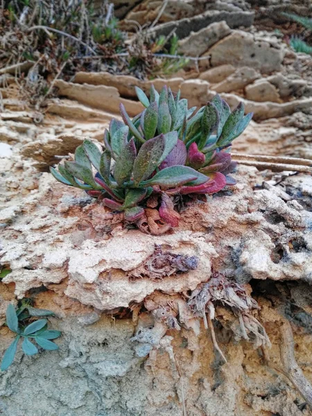 Mesembryanthemum Crystallinum Planta Hielo Cristalino Creciendo Silvestre Sur Tenerife Islas — Foto de Stock