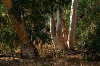 Desenli Sakız Ağacı Kabuğu arka plan ya da ekran koruyucusu kapatma özelliği