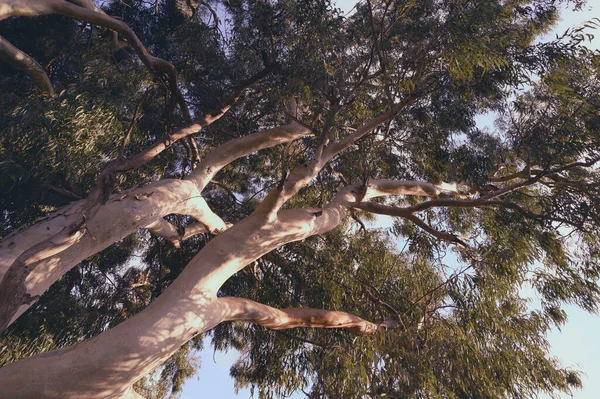 Дуже Великі Евкаліптові Дерева Парку Сонячний День Крупним Планом — стокове фото