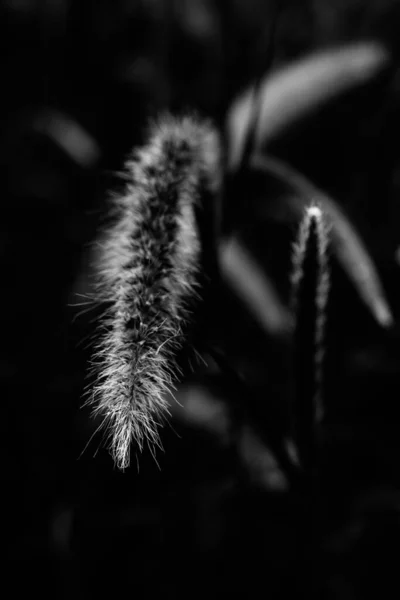 Bellissimo Campo Bianco Nero Erbe Fontana Pennisetum Advena Rubrum Primo — Foto Stock