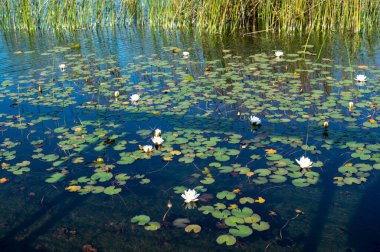 Nehirde nilüferler ve temiz su arka planında göller