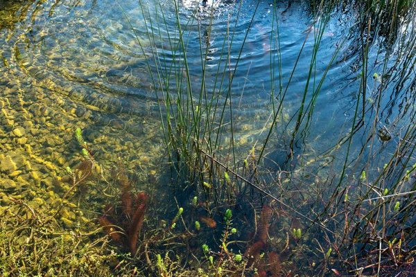 Algae Vegetation Water Lake Shore Close — Fotografia de Stock