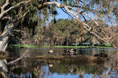 Güzel Mısırlı kaz ördek, İsrail 'deki Netanya' daki Kış Gölü 'ne uçtu.