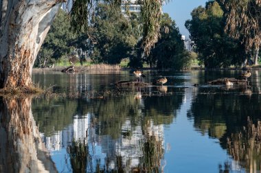 Güzel Mısırlı kaz ördek, İsrail 'deki Netanya' daki Kış Gölü 'ne uçtu.