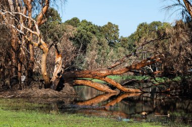 Kış Gölü Parkı Netanya, İsrail