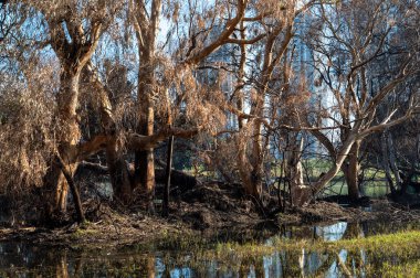 Kış Gölü Parkı Netanya, İsrail