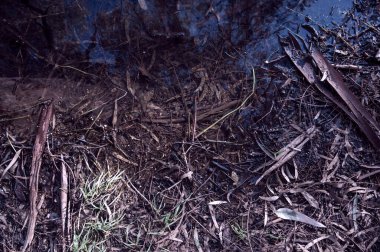 Düşen okaliptüs sakızı kabuğu dalların ve yaprakların üzerinde uzanıyor.