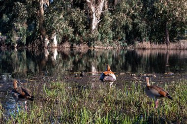 Güzel Mısırlı kaz ördek, İsrail 'deki Netanya' daki Kış Gölü 'ne uçtu.