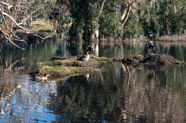 Belle Oie Égyptienne Canard Volé Lac Hiver Netanya Israël — Photo