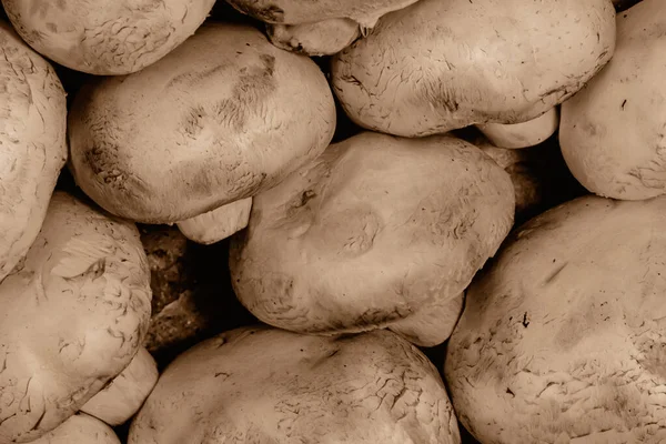 Fresh Champignons Lie Even Rows Table Top View Close — Stock Photo, Image