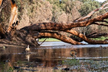 Güzel Mısırlı kaz ördek, İsrail 'deki Netanya' daki Kış Gölü 'ne uçtu.