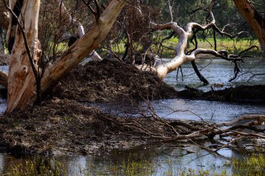 Güneşli bir günde parkta çok büyük okaliptüs ağaçları.