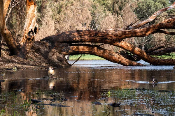 Güzel Mısırlı kaz ördek, İsrail 'deki Netanya' daki Kış Gölü 'ne uçtu.