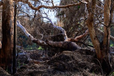Güneşli bir günde parkta çok büyük okaliptüs ağaçları.