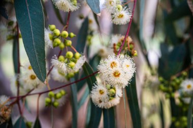 Avustralya 'nın doğal kır çiçekleri Ökaliptüs tereticornis beyaz çiçekleri.