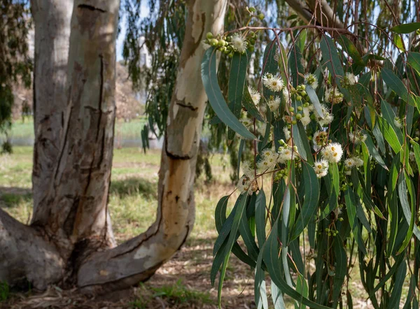 Австралийские Полевые Цветы Eucalyptus Tereticornis White Flowers Close — стоковое фото