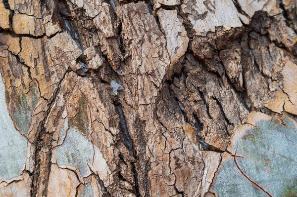 Teksturowane Drzewo Gum Kora Euqualipt Dla Tła Lub Wygaszacz Ekranu — Zdjęcie stockowe