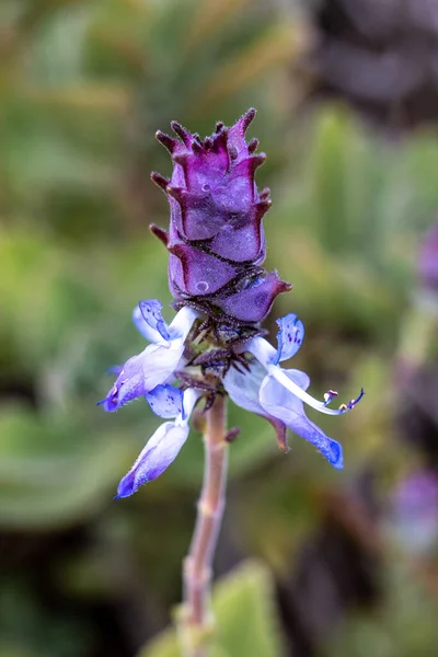 美しい装飾紫色の花はコレウス カニーナと呼ばれます — ストック写真