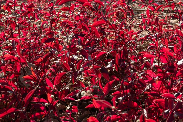 Purple Leaf Sand Cherry Prunus Cistena Sand Cherry Bakgrund — Stockfoto