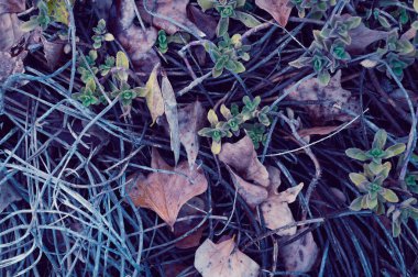 Doğal kahverengi ve yeşil orman zemini.