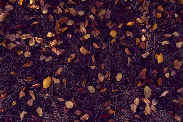 Autumn. Colorful leaves lie on the grass. — Stock Photo, Image