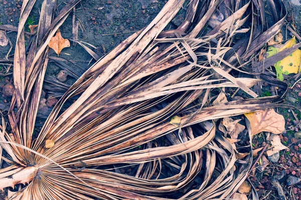 Feuilles de palmier sèches sur un fond blanc. Vue de dessus. Espace de copie. — Photo