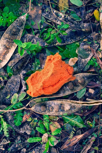 Las ramas secas y las hojas caídas en el bosque yacen en el suelo —  Fotos de Stock