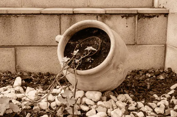 Una olla grande con una planta trepadora y tubos de riego se encuentra en el jardín. —  Fotos de Stock