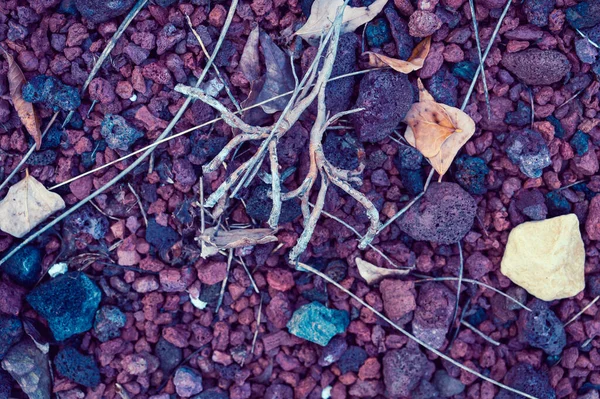 Kuru dallar ve kökler farklı boylarda ve renklerde taşlar üzerinde yatar.. — Stok fotoğraf