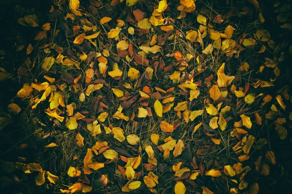 秋だ。草の上にカラフルな葉が横たわる. — ストック写真