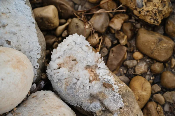 Batu ditutupi dengan lapisan garam di Laut Mati — Stok Foto