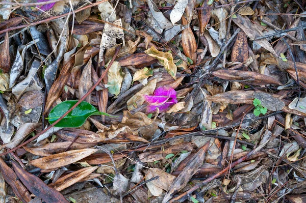 地面には乾いた枝や葉が落ちています。 — ストック写真