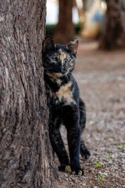 Fotoğrafçı için siyah ve esmer kedi poz veriyor. yakın plan.