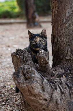 Fotoğrafçı için siyah ve esmer kedi poz veriyor. yakın plan.