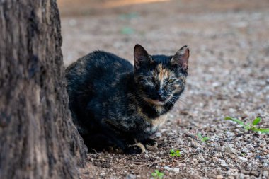 Fotoğrafçı için siyah ve esmer kedi poz veriyor. yakın plan.