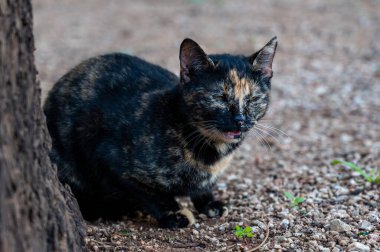 Fotoğrafçı için siyah ve esmer kedi poz veriyor. yakın plan.