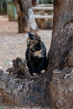 Fotoğrafçı için siyah ve esmer kedi poz veriyor. yakın plan.