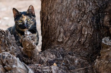 Fotoğrafçı için siyah ve esmer kedi poz veriyor. yakın plan.