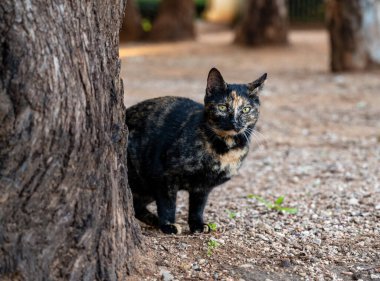 Fotoğrafçı için siyah ve esmer kedi poz veriyor. yakın plan.